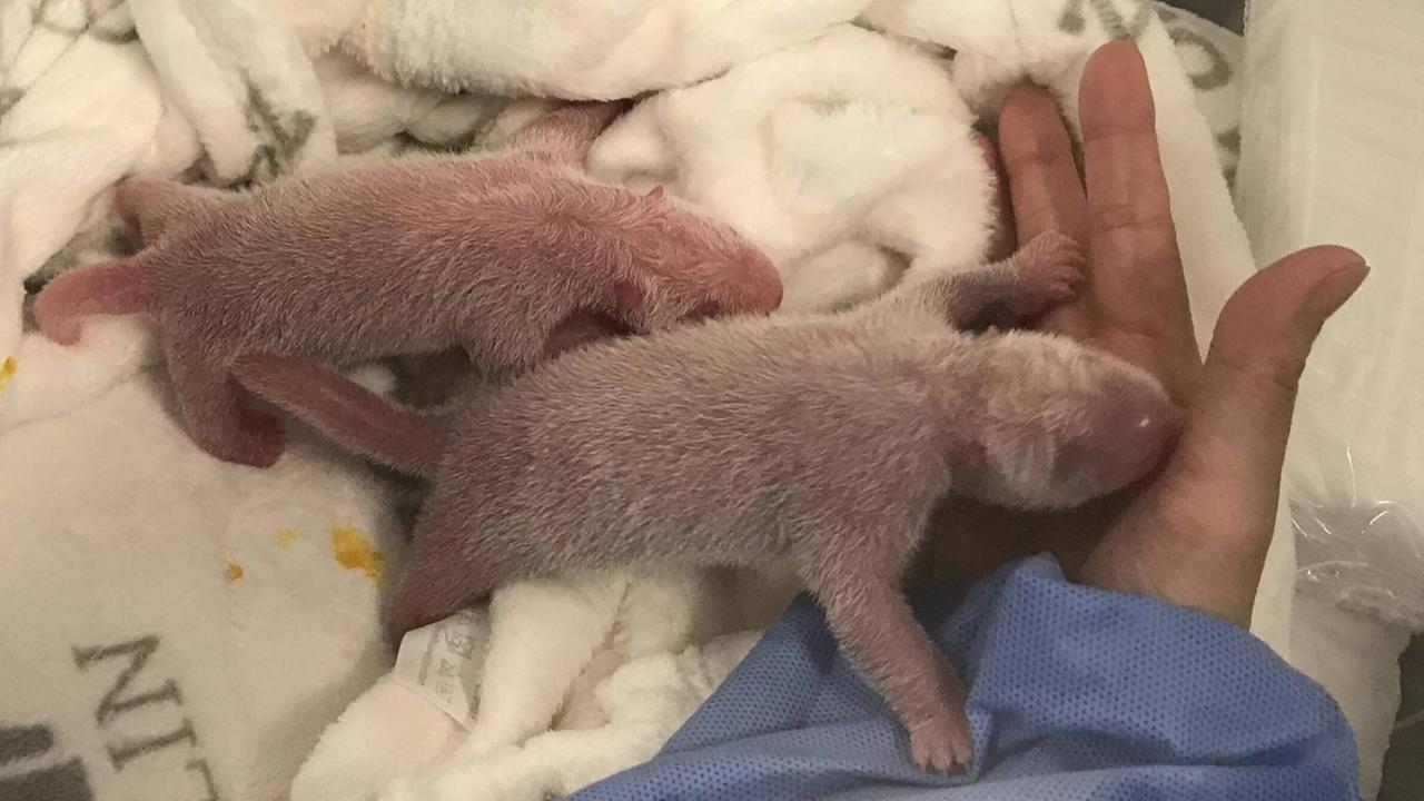 Das Foto  zeigt die neugeborenen Zwillingspanda-Welpen im Berliner Zoo.
