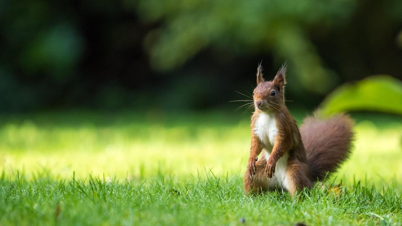 Ein rötlich-braunes Eichhörnchen steht auf den Hinterläufen auf einer Wiese.