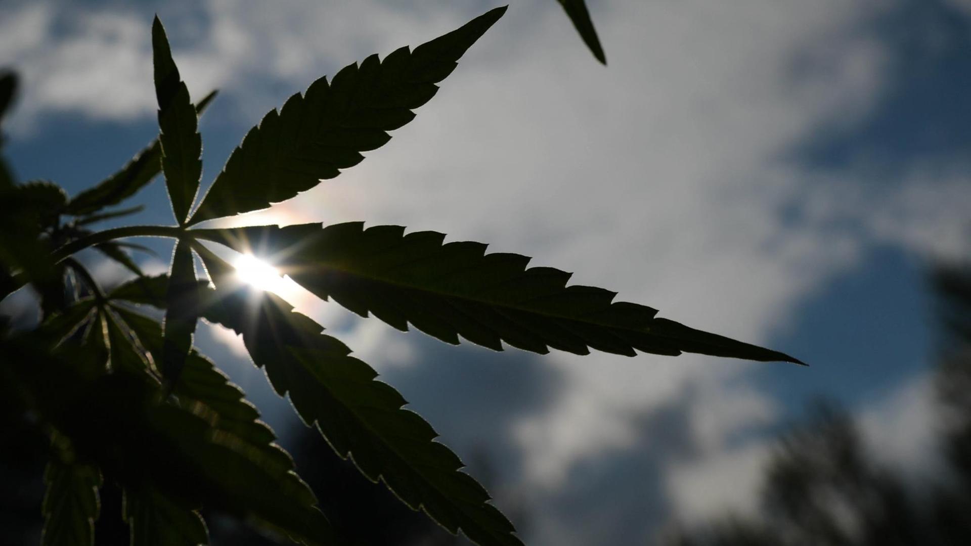 Cannabis-Pflanze im Gegenlicht der Sonne, hier in Edmonton, Alberta, Kanada