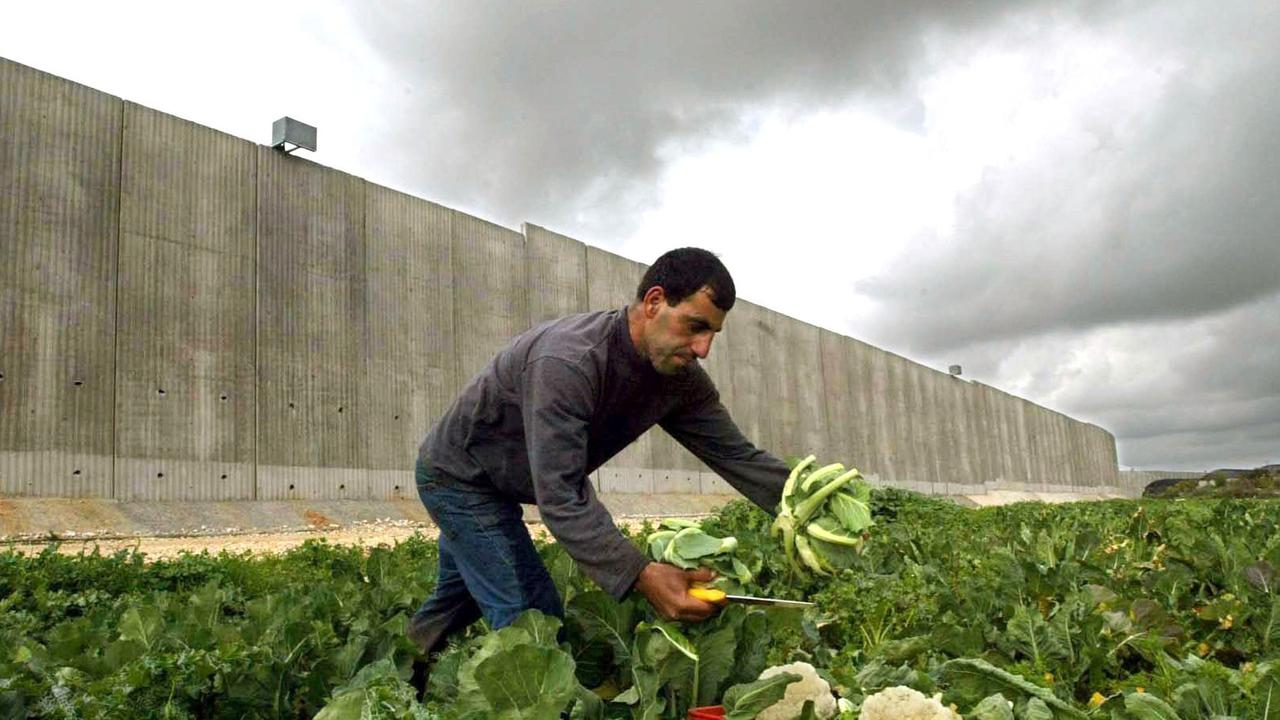 Ein palästinensischer Bauer erntet am 14.2.2004 Blumenkohl auf seinem Feld, das direkt an der israelischen Grenzmauer nahe der Stadt Kalkiljah liegt.