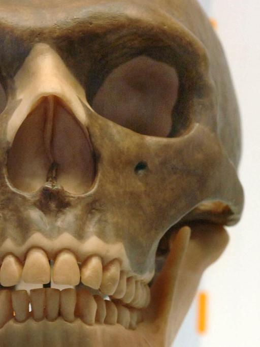 Der Schädel eines Neandertalers.