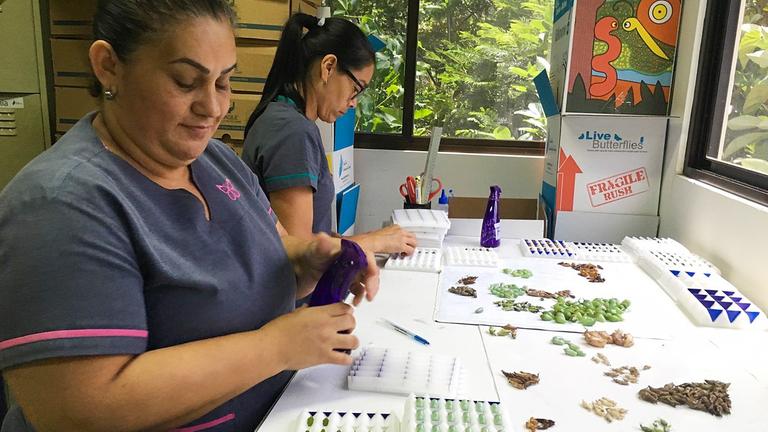 Vorbereitung der Kokons bei "Costa Rica Entomological Supplies" für den Export nach Europa