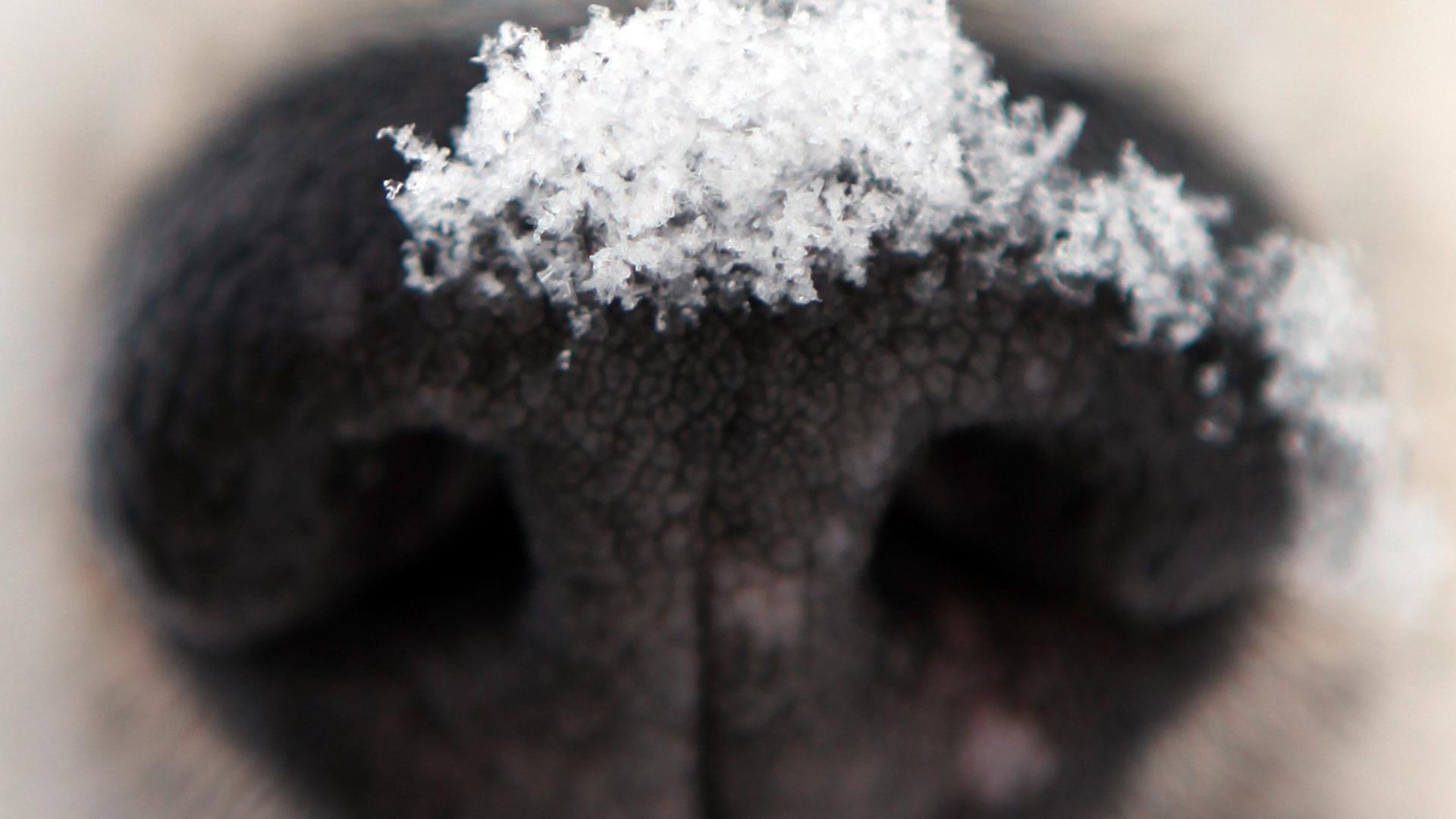 Ein Beagle hat Schnee auf der Schnauze.