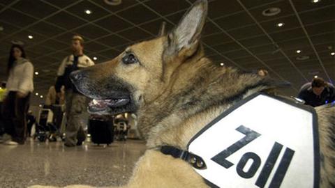 Ein passiver Zollhund schaut auf dem Rhein-Main-Flughafen in Frankfurt nach Drogenschmugglern.