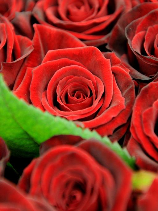 Rote Rosen werden am 10.02.2011 in Hamburg im Blumengroßmarkt zum Verkauf angeboten.