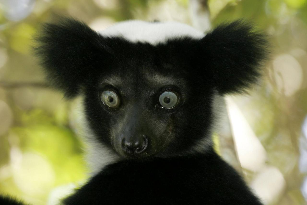 Indris sind die größten lebenden Lemuren