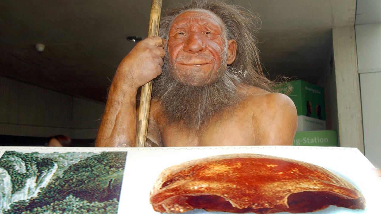 Figur eines Neandertalers im Neandertal-Museum in Mettmann, vor ihm das markante Schädeldach des Homo sapiens neanderthalensis.