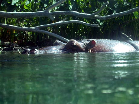 Cool und nass: Flusspferd im Zoo von San Diego Cool und nass: Flusspferd im Zoo von San Diego