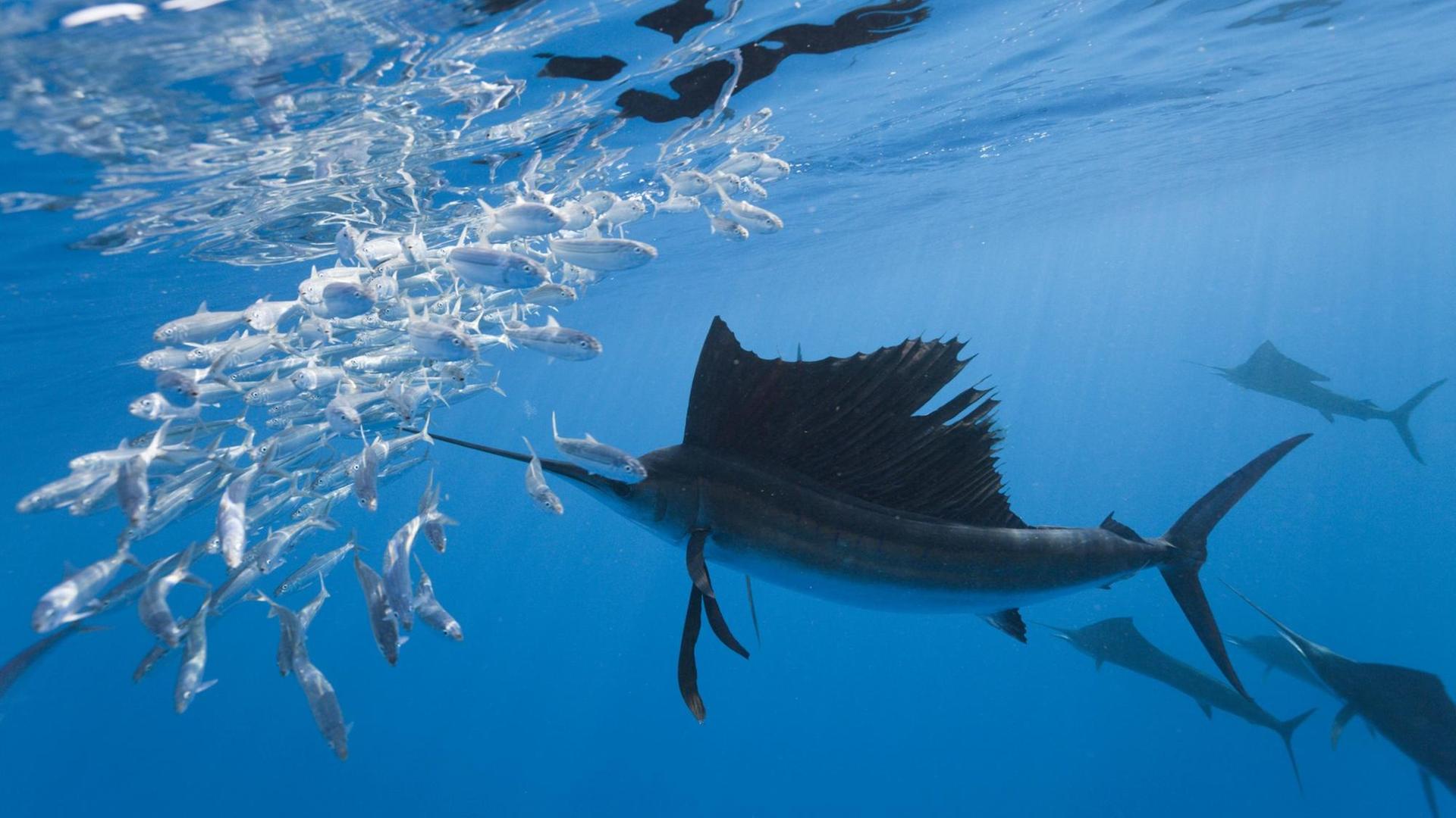 Segelfische vor Mexiko auf der Jagd nach Sardinen