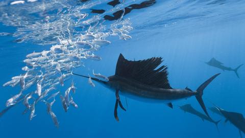 Segelfische vor Mexiko auf der Jagd nach Sardinen