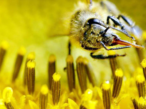 Eine Biene saugt Nektar an einer Blume