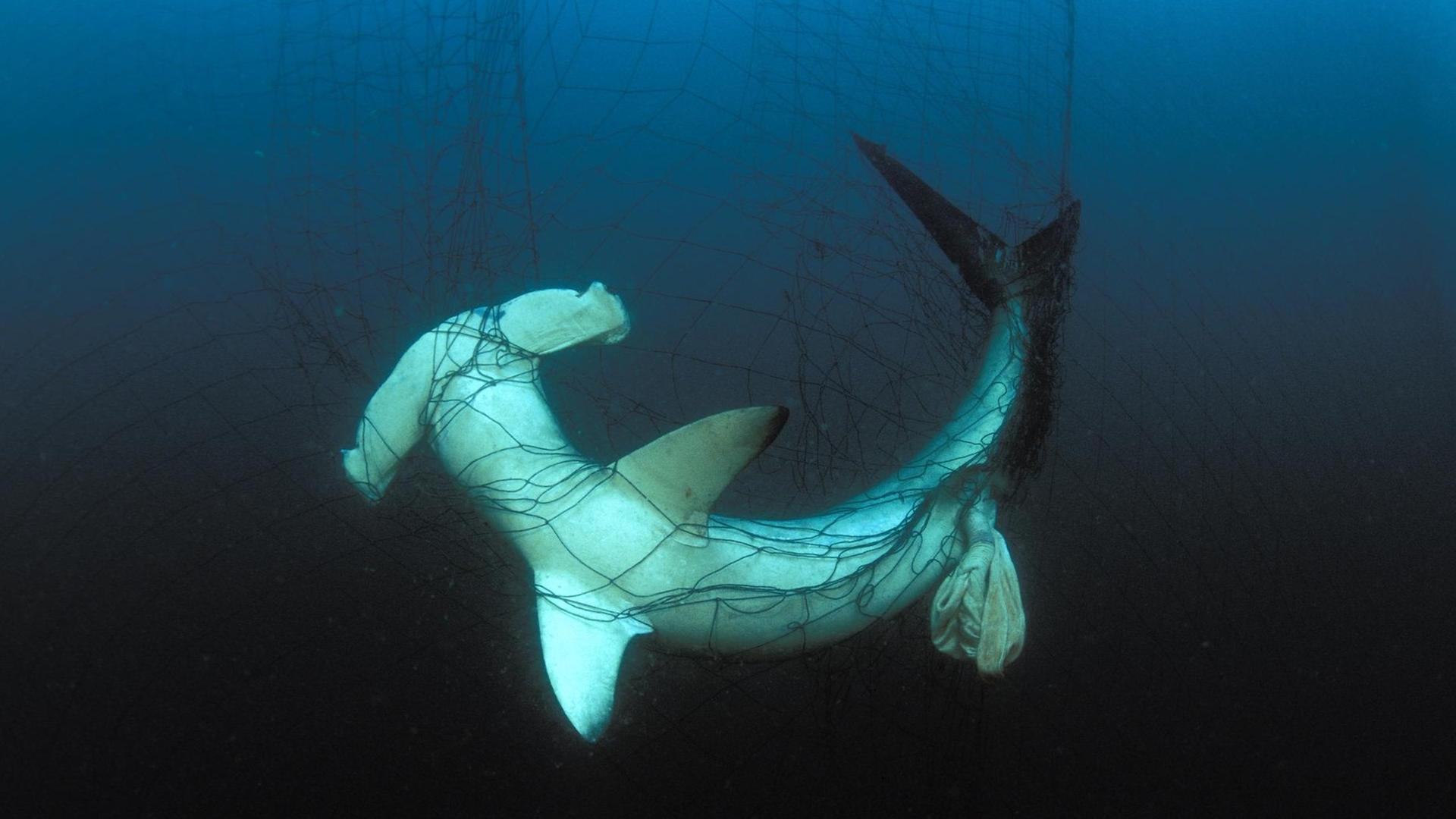 Ein Hammerhai gefangen in einem treibenden Kiemennetz im Golf von Kalifornien nahe Mexiko.