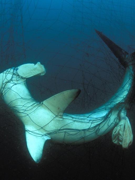 Ein Hammerhai gefangen in einem treibenden Kiemennetz im Golf von Kalifornien nahe Mexiko.