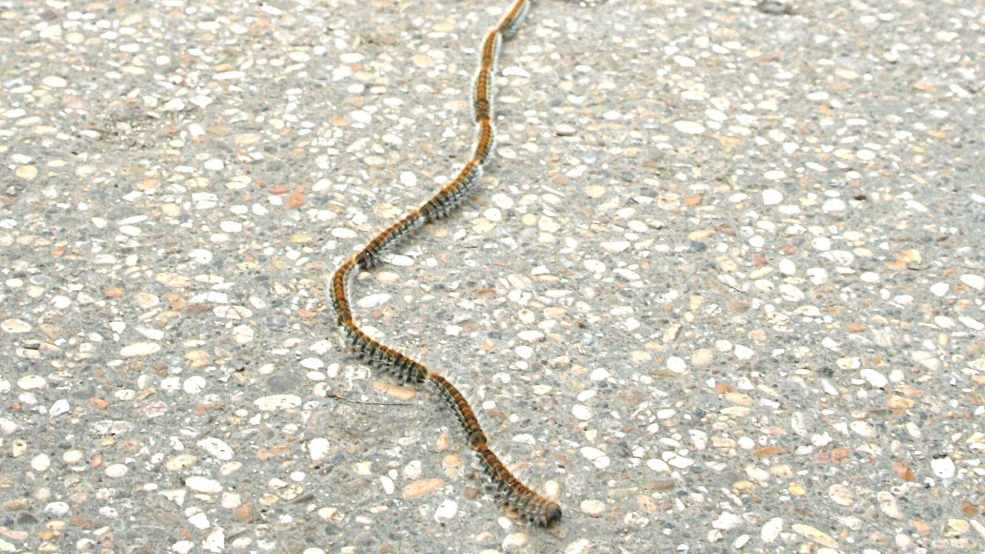 Die Raupen der unscheinbaren Prozessionsspinner (Thaumetopoea pityocampa) gehen als Raupenschlange getarnt im Konvoi auf Nahrungssuche, ihre Brennhaare verursachen einen unangenehmen Juckreiz.
