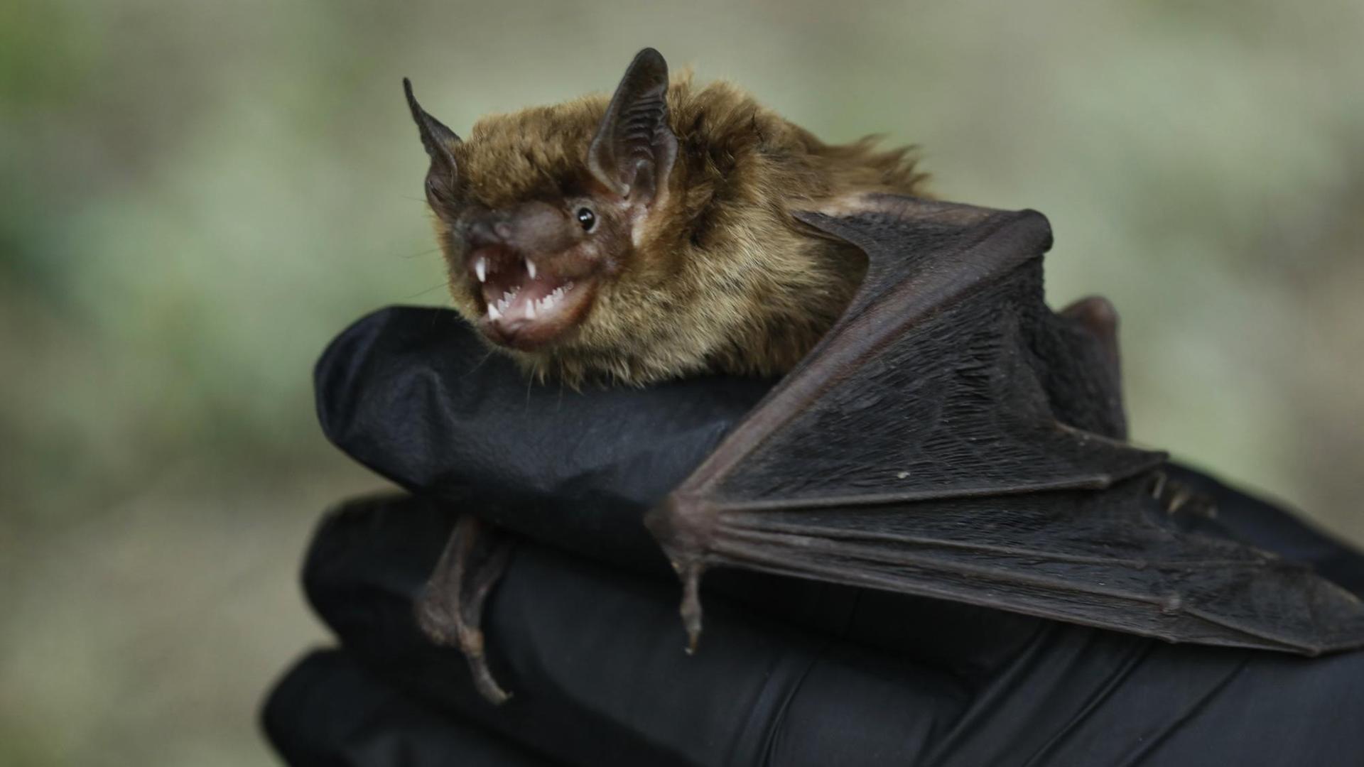Großaufnahme einer Fledermaus, die in behandschuhten Händen gehalten wird.