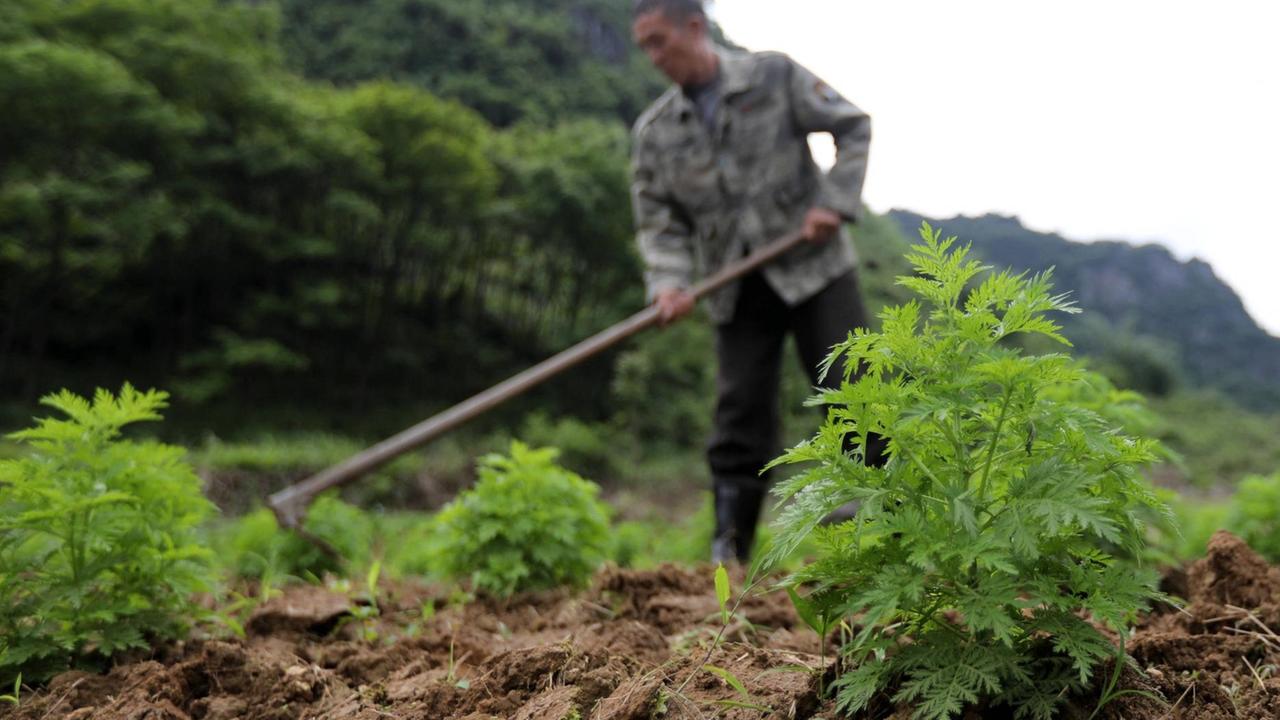Ein Farmer baut in Jizhao Village, Südchina, Artemisia annua an