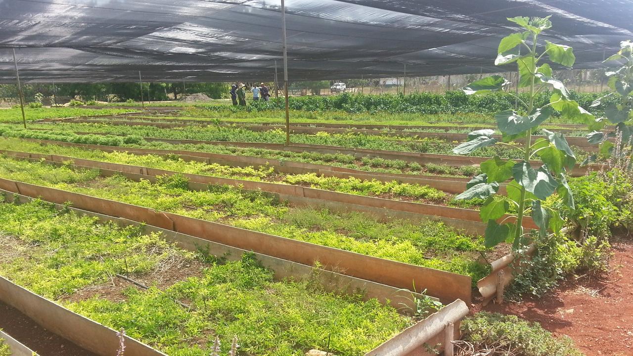 Suburbane Landwirtschaft auf Kuba