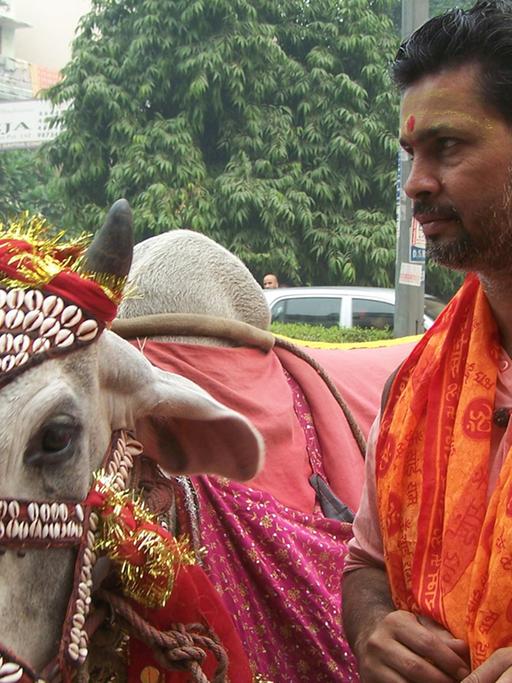 Kühe sind in Indien heilig.