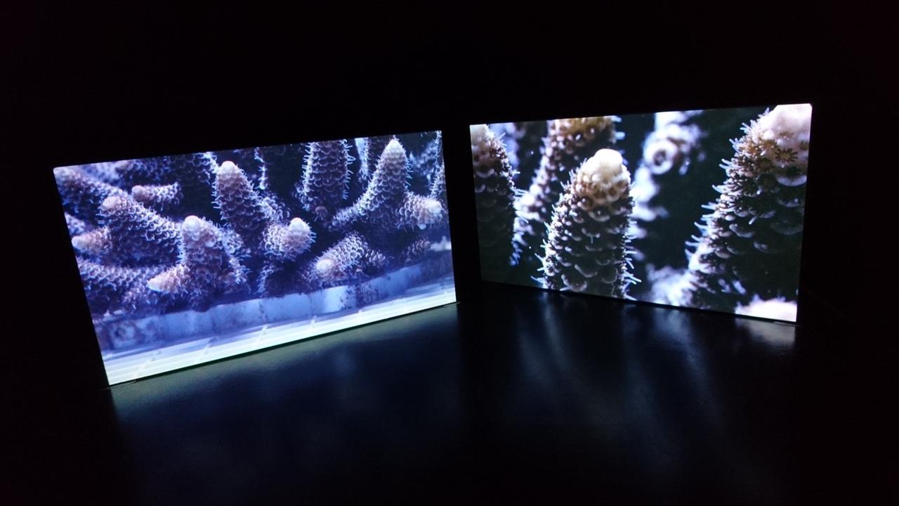 In einem dunklen Raum steht eine Videoinstallation, die eine Art Sukkulenten in bläulichen Farben zeigt.