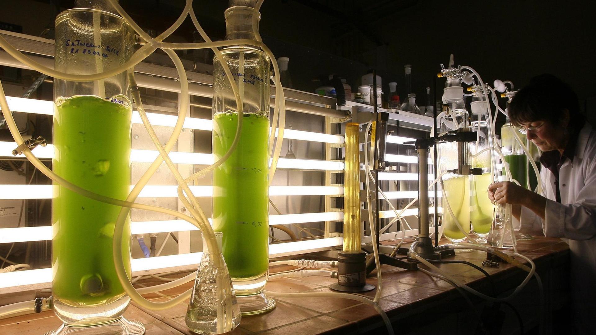 In einem Labor stehen mehrere mit Algen gefüllte Bioreaktoren in einer Reihe.