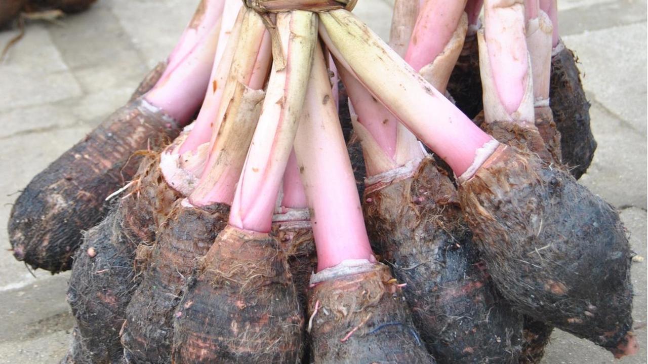 Taro-Knollen werden auf dem Markt in Luganville als Bündel verkauft