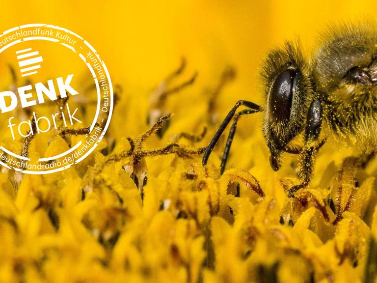 Eine sogenannte Carnica-Biene sitzt auf Sonnenblume und sammelt Nektar.
