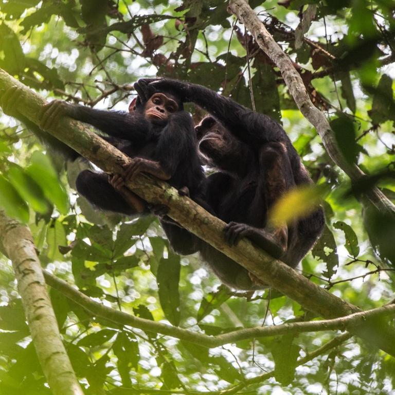 Zwei Schimpansen sitzen in den Baumwipfeln eines Regenwaldes.