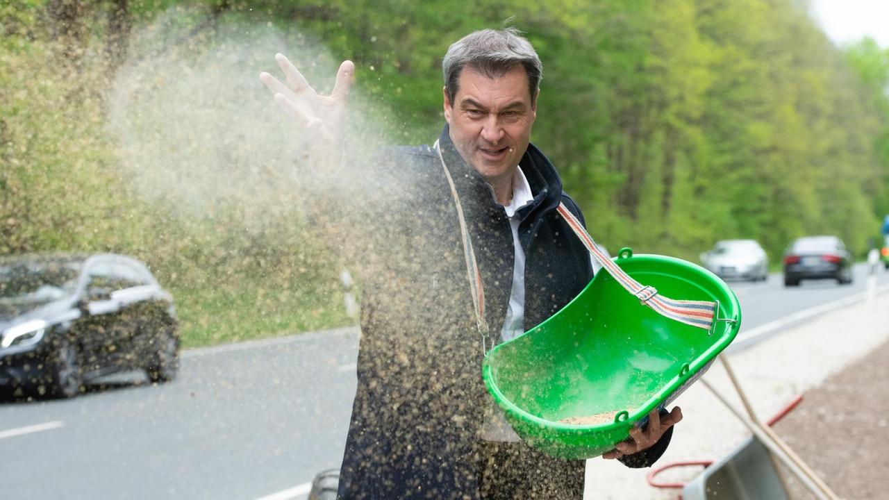 Markus Söder trägt eine grüne Wanne in der sich Saatgut befindet, welches er auf einen Erdstreifen austrägt.