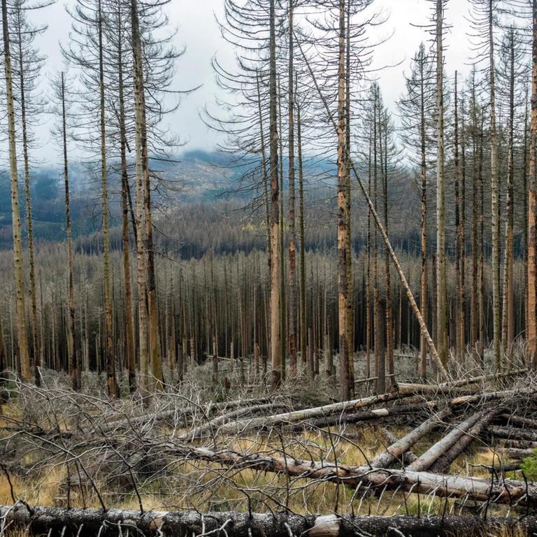 Kaputte Bäume: Waldschaden durch Trockenheit und Borkenkäferbefall.
