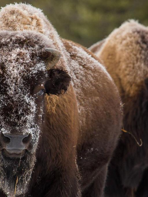 Bison im Yellowstone-Park