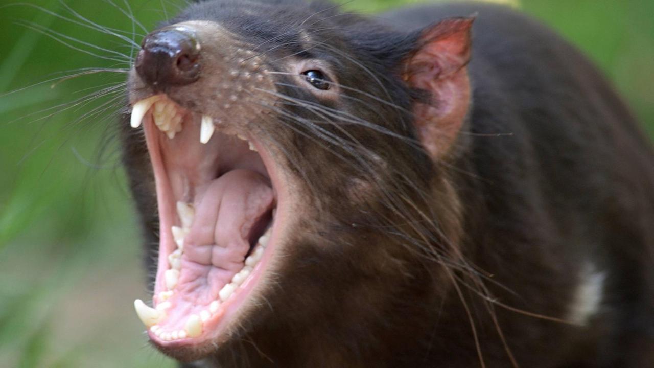 Ein Tasmanischer Teufel, auch Beutelteufel genannt