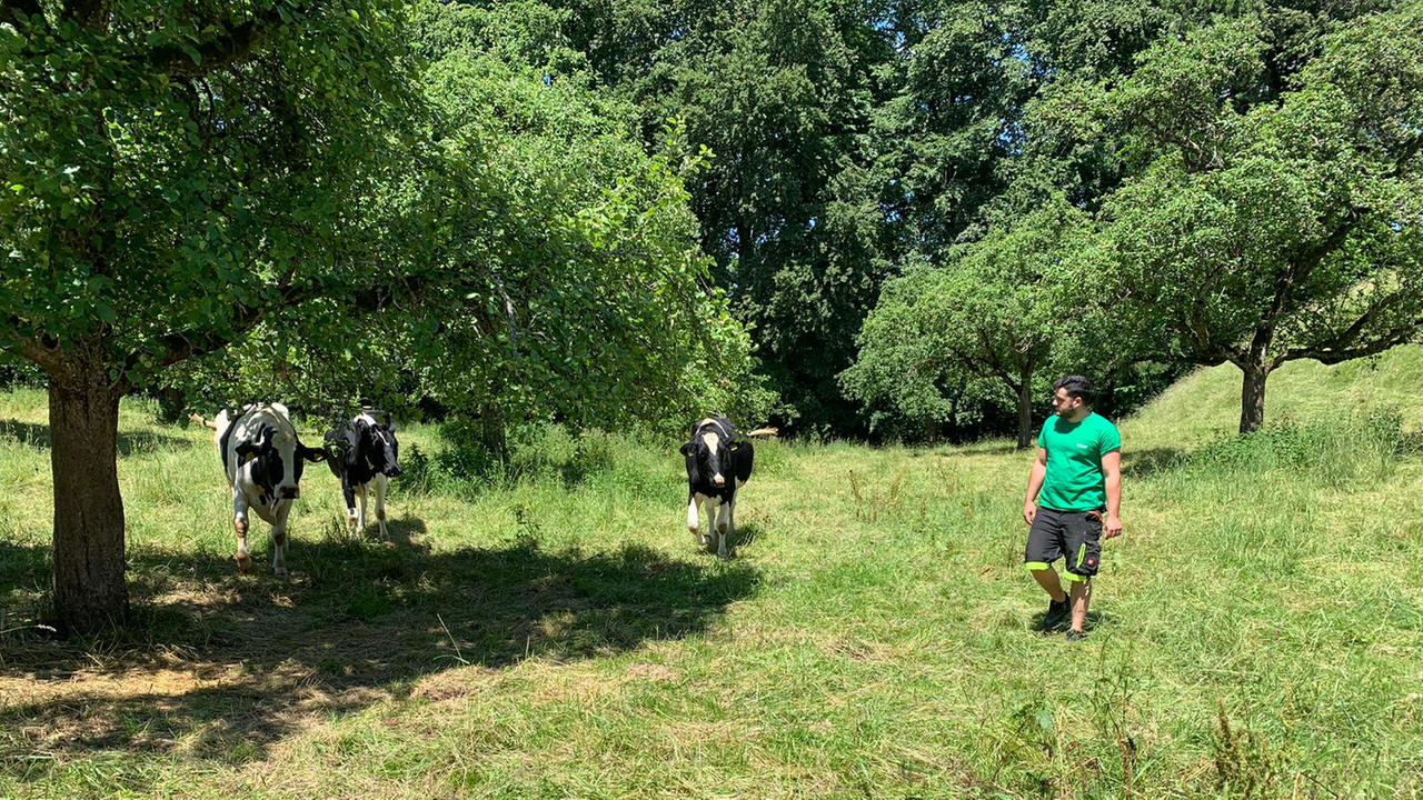 Ein dunkelhaariger kräftiger Mann in kurzen Hosen und grünem T-Shirt auf einer Wiese, in der Nähe drei Kühe.