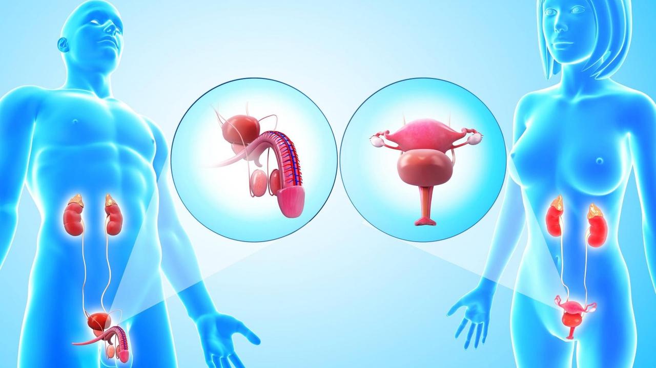 Eine in Blautönen gehaltene Computergrafik eines männlichen und weiblichen Körpers fokussiert auf die biologischen Geschlechtsmerkmale und zeigt Penis samt Prostata, bzw. Vagina und Gebärmutter.