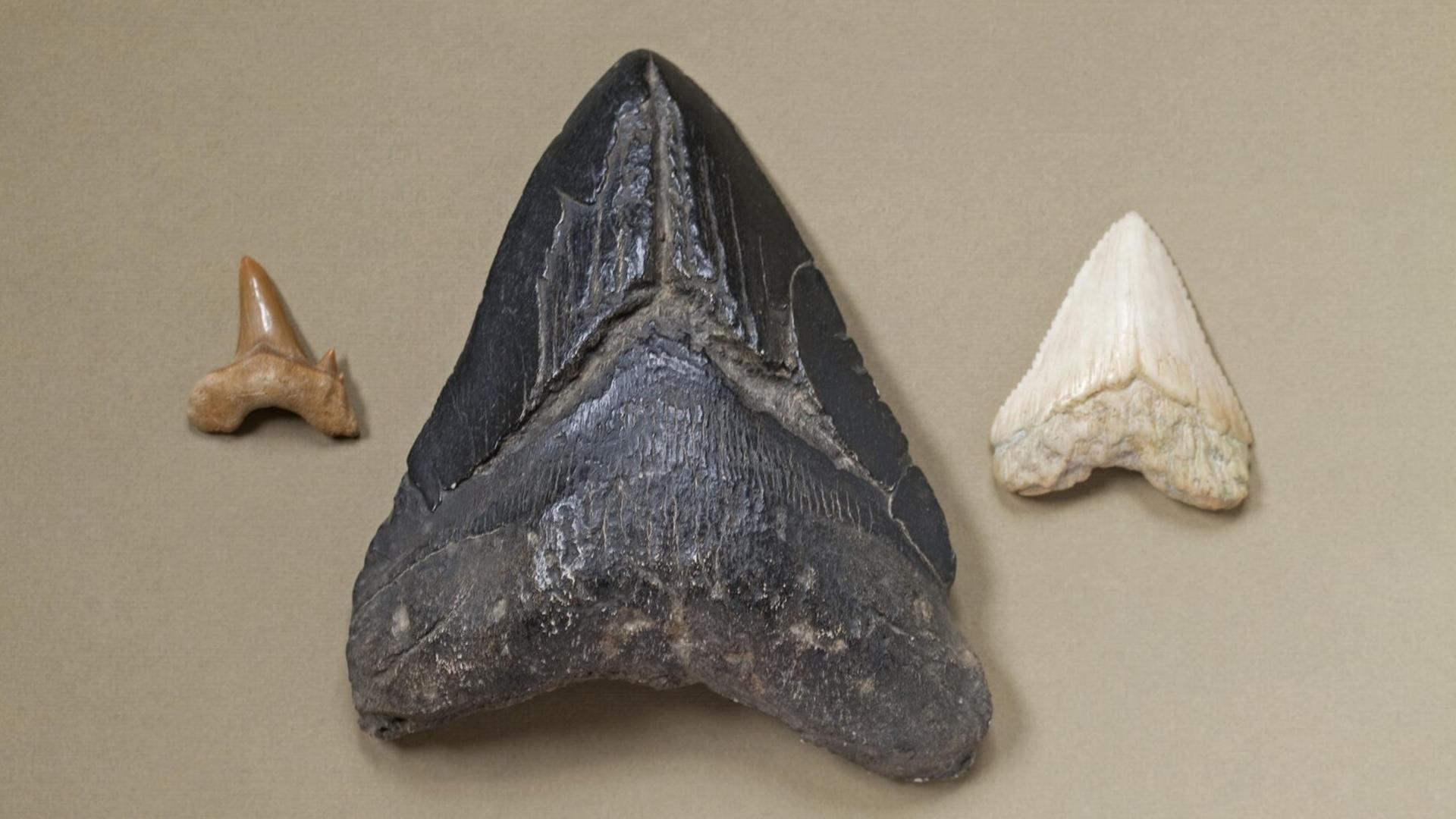 Zahn eines Megalodons (Mitte), eines weißen Hais (rechts) und ein kleineres Zahnfossil (links)