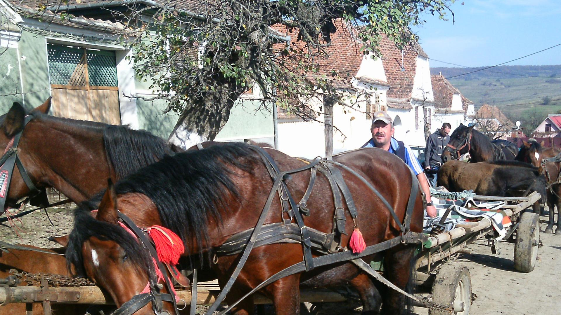 Bodenständiges Leben: Ein Landwirt aus der siebenbürgischen Gemeinde Deutsch-Weisskirch wartet mit seinem Pferdekarren auf Touristen.