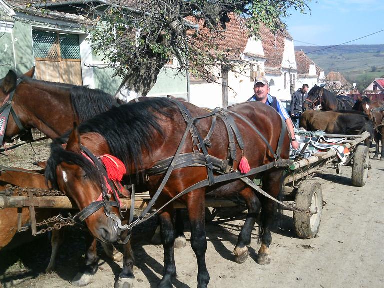 Bodenständiges Leben: Ein Landwirt aus der siebenbürgischen Gemeinde Deutsch-Weisskirch wartet mit seinem Pferdekarren auf Touristen.