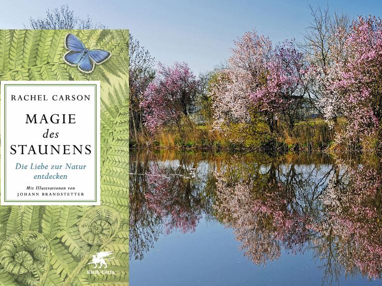 Buchcover "Magie des Staunens" von Rachel Carson