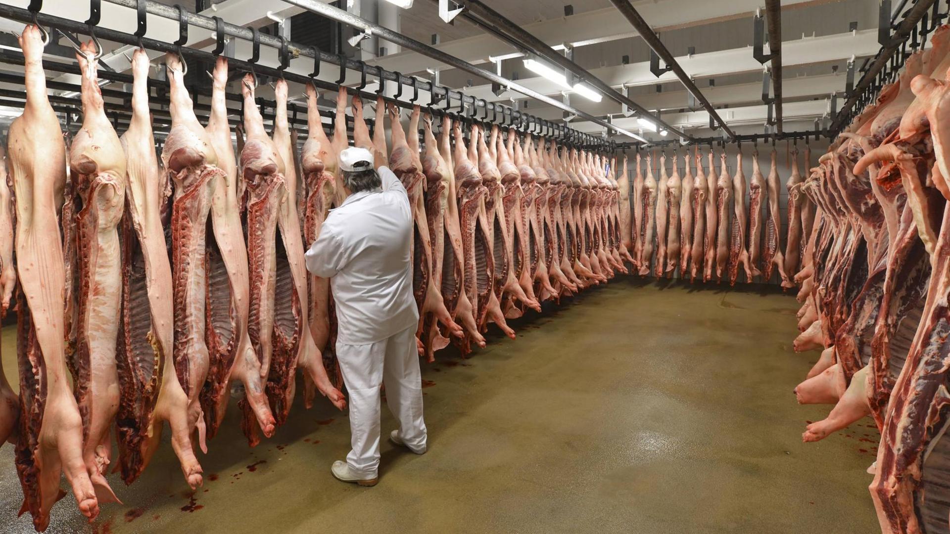 Ein Schlachter steht vor einer Reihe geschlachteter Schweine, die von der Decke hängen.