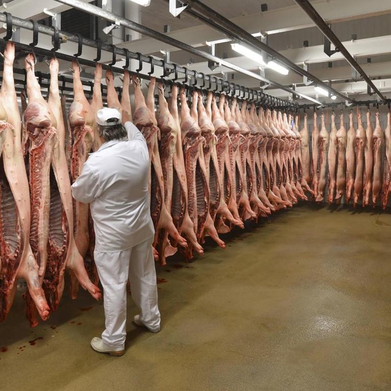 Ein Schlachter steht vor einer Reihe geschlachteter Schweine, die von der Decke hängen.