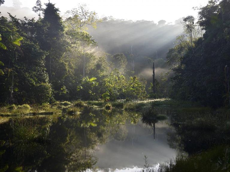 Morgendliche Stimmung im Amazonas Regenwald