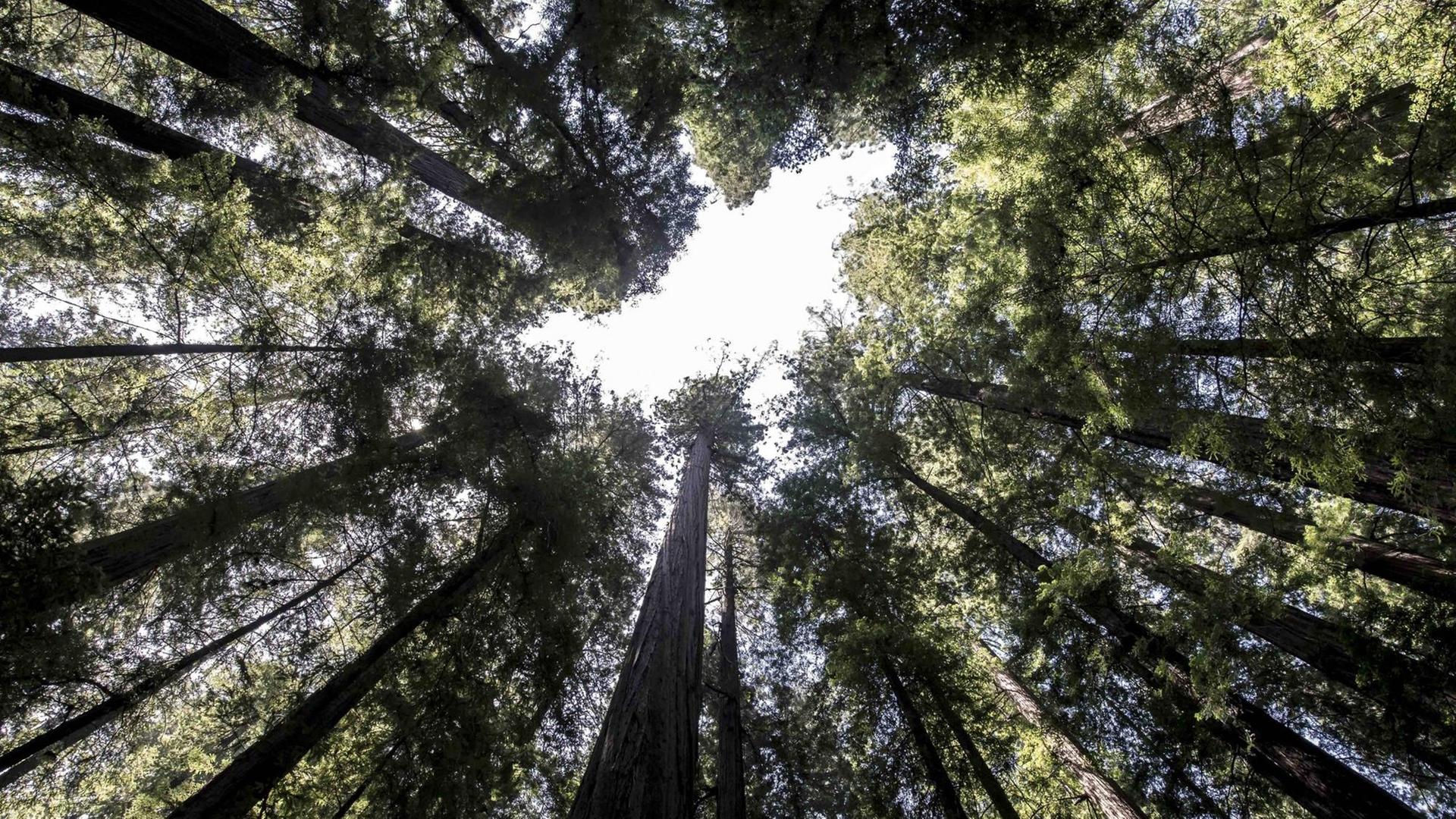 Zwischen unzähligen Baumriesen ist ein kleiner Ausschnitt blauer Himmel zu sehen.