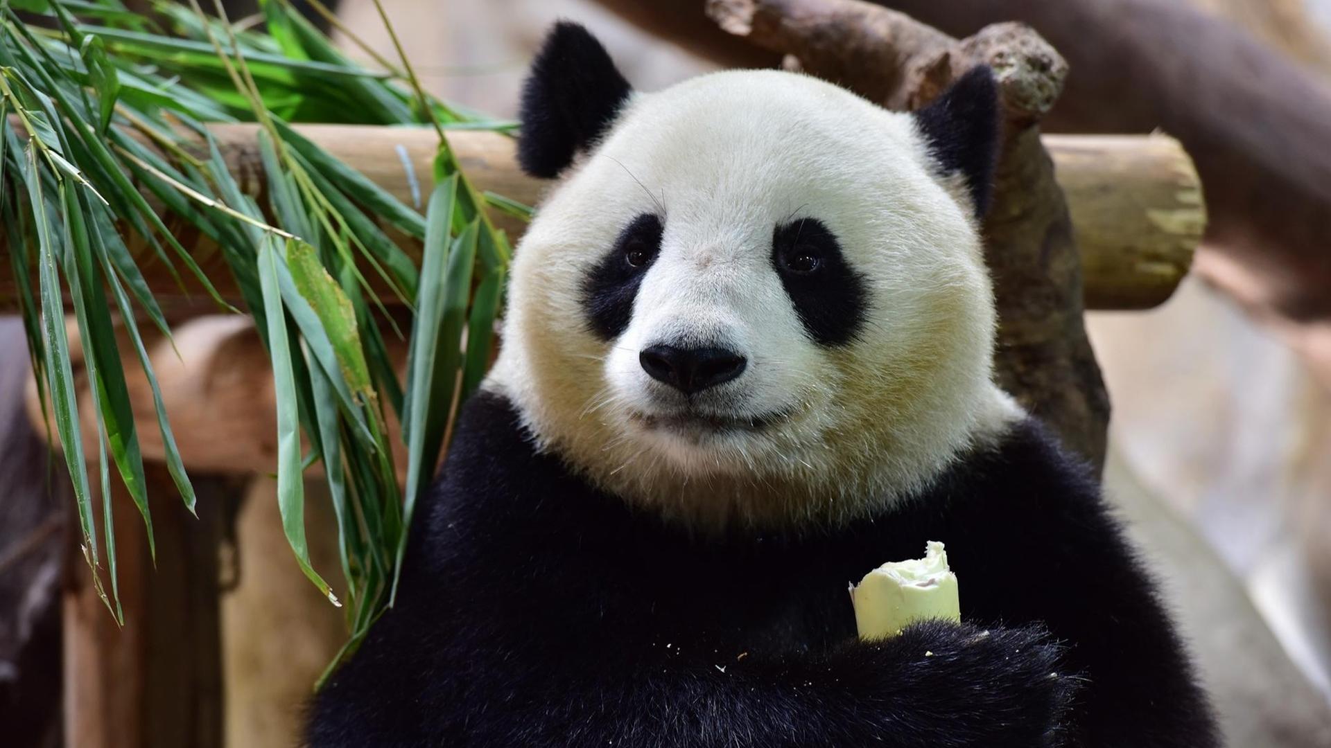 In einem Tierpark in der chinesischen Stadt Guangzhou frisst ein Riesen-Panda Bambus.
