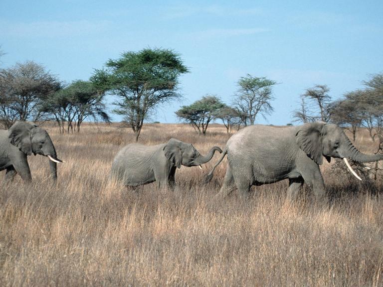 Eine Familie afrikanischer Elefanten zieht durch den Serengeti Nationalpark in Tansania.