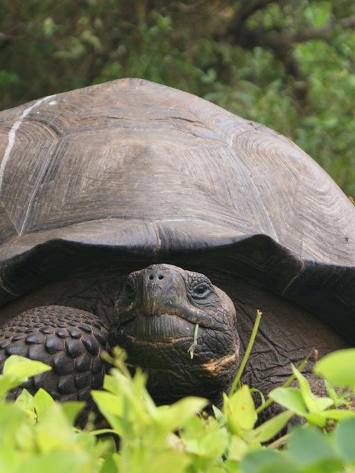 Auf den Galápagos-Inseln haben Biologen eine neue Art der Riesenschildkröten nachgewiesen. Genetische Studien zeigten, dass die Schildkröten auf der Insel Santa Cruz zu zwei verschiedenen Arten gehören.