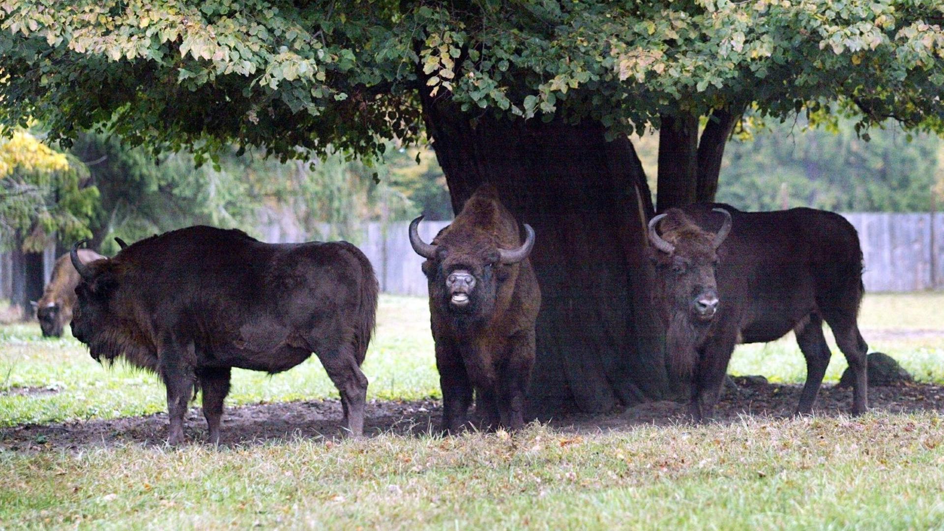 Drei Wisente weiden am 29. September 2002 unter einem Baum im Nationalpark Bialowieza in Polen. Der Park wurde 1992 von der Unesco in die Liste des Welterbes aufgenommen. |