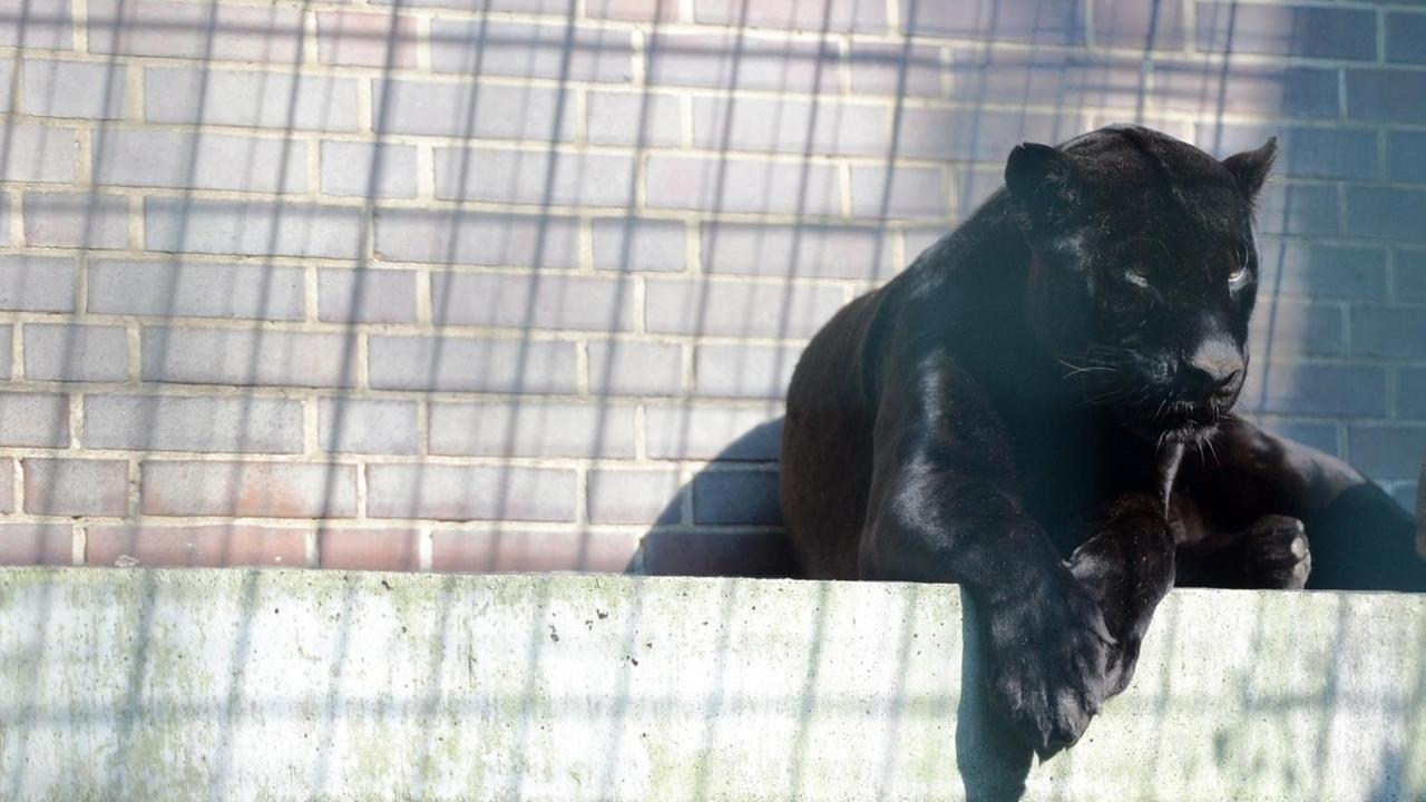 Ein schwarzer Jaguar, auch Panther genannt, liegt am 03.08.2017 in seinem Gehege im Berliner Zoo.