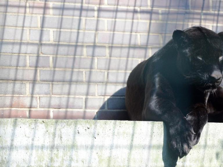 Ein schwarzer Jaguar, auch Panther genannt, liegt am 03.08.2017 in seinem Gehege im Berliner Zoo.