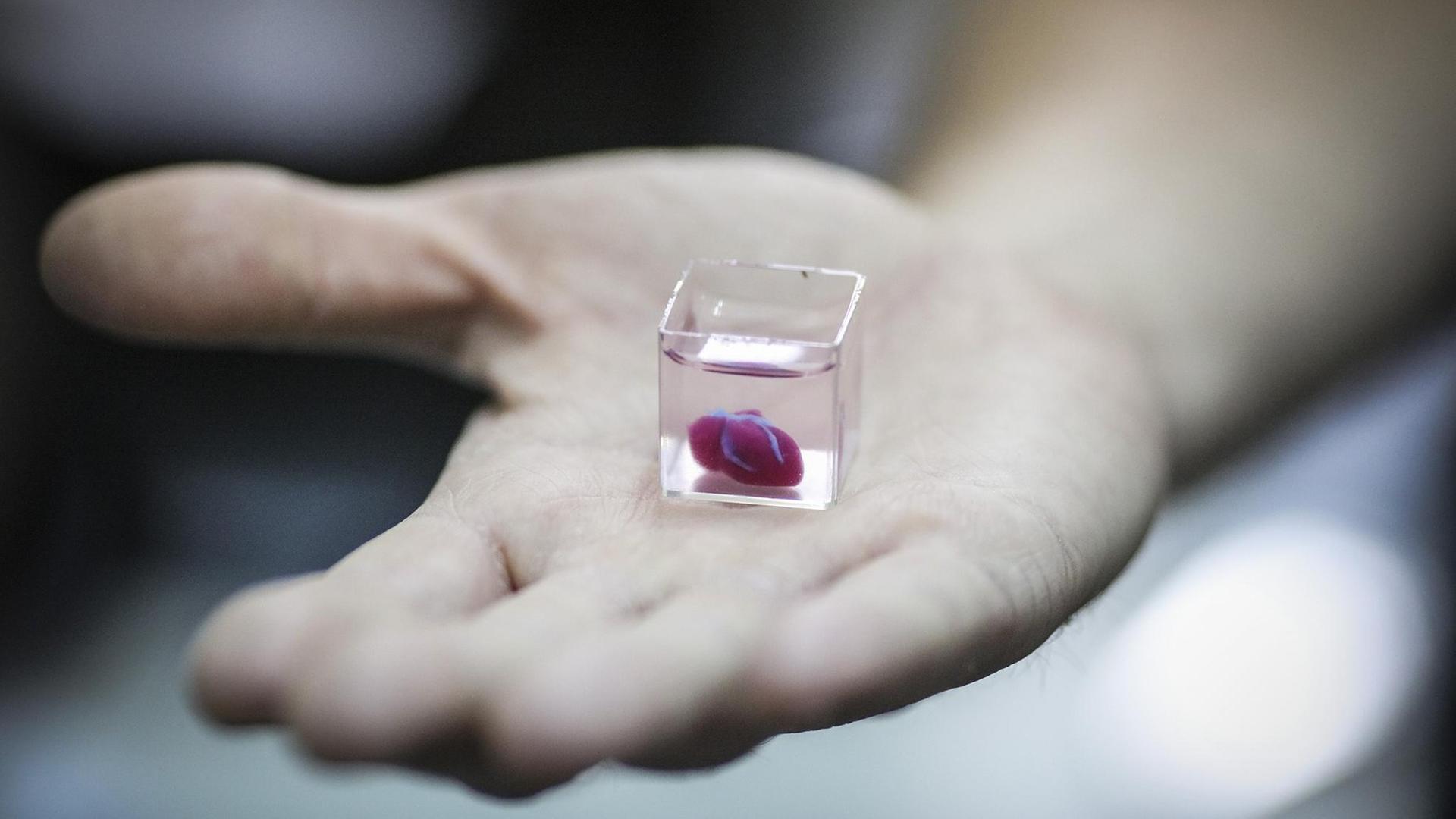 Ein Forscher hält einen Prototypen eines menschlichen Herzens, der mit einem 3D-Drucker aus menschlichem Gewebe an der Universität Tel Aviv hergestellt wurde, auf der Hand.