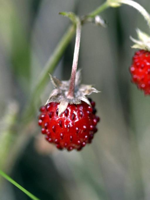 Waldbeeren in Schweden