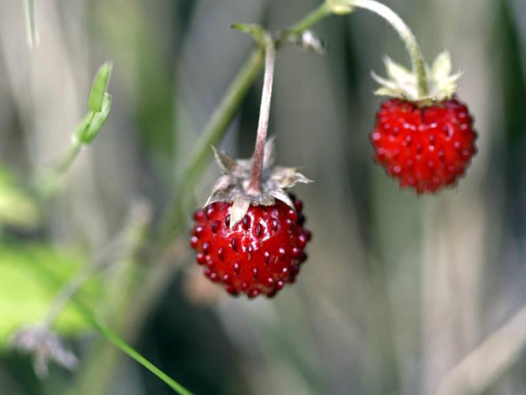 Waldbeeren in Schweden